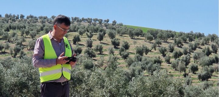 Tecnología para la predicción temprana de la cosecha del olivar