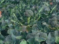 Intercropvalues: Reducción de plagas en el brócoli