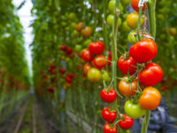 Se abre una nueva vía para crear plantas de tomate más resistentes