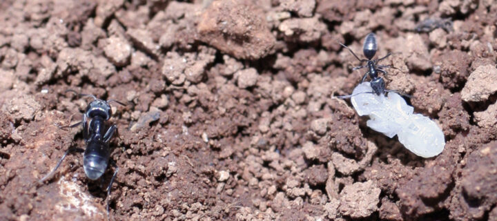 Las hormigas contribuyen a controlar la polilla del olivar