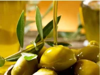Se busca mejorar la producción del olivar gallego
