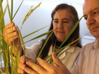 El arroz resistente a la piricularia podrá comercializarse en España
