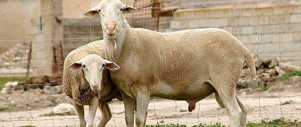 El Ifapa presenta un proyecto para la mejora productiva de razas autóctonas de ovejas