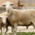 El Ifapa presenta un proyecto para la mejora productiva de razas autóctonas de ovejas