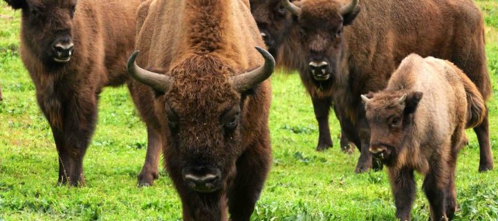El bisonte, ¿nueva ganadería ibérica?