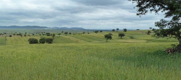 Agroestepas Ibéricas inicia ensayos de buenas prácticas agrarias en 25 fincas