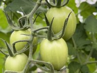 Nuevos productos nutricionales para el cultivo del tomate