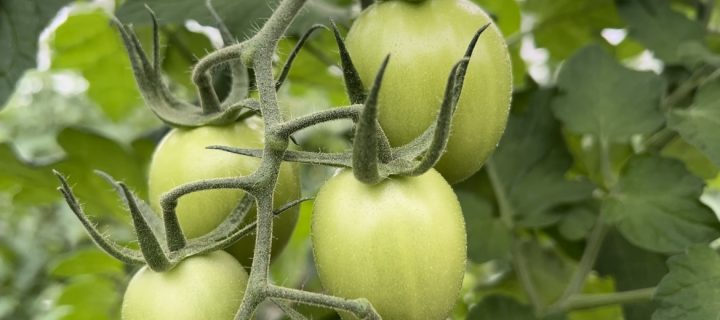 Nuevos productos nutricionales para el cultivo del tomate