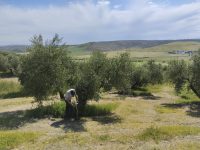 Carbón vegetal y micorrizas para mejorar el suelo del olivar